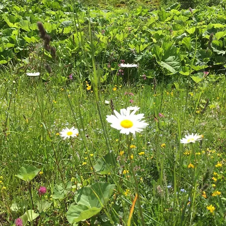 Bianca Hasler - Stallbauer * Pusterwald