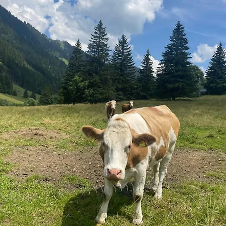 Daire Bianca Hasler - Stallbauer